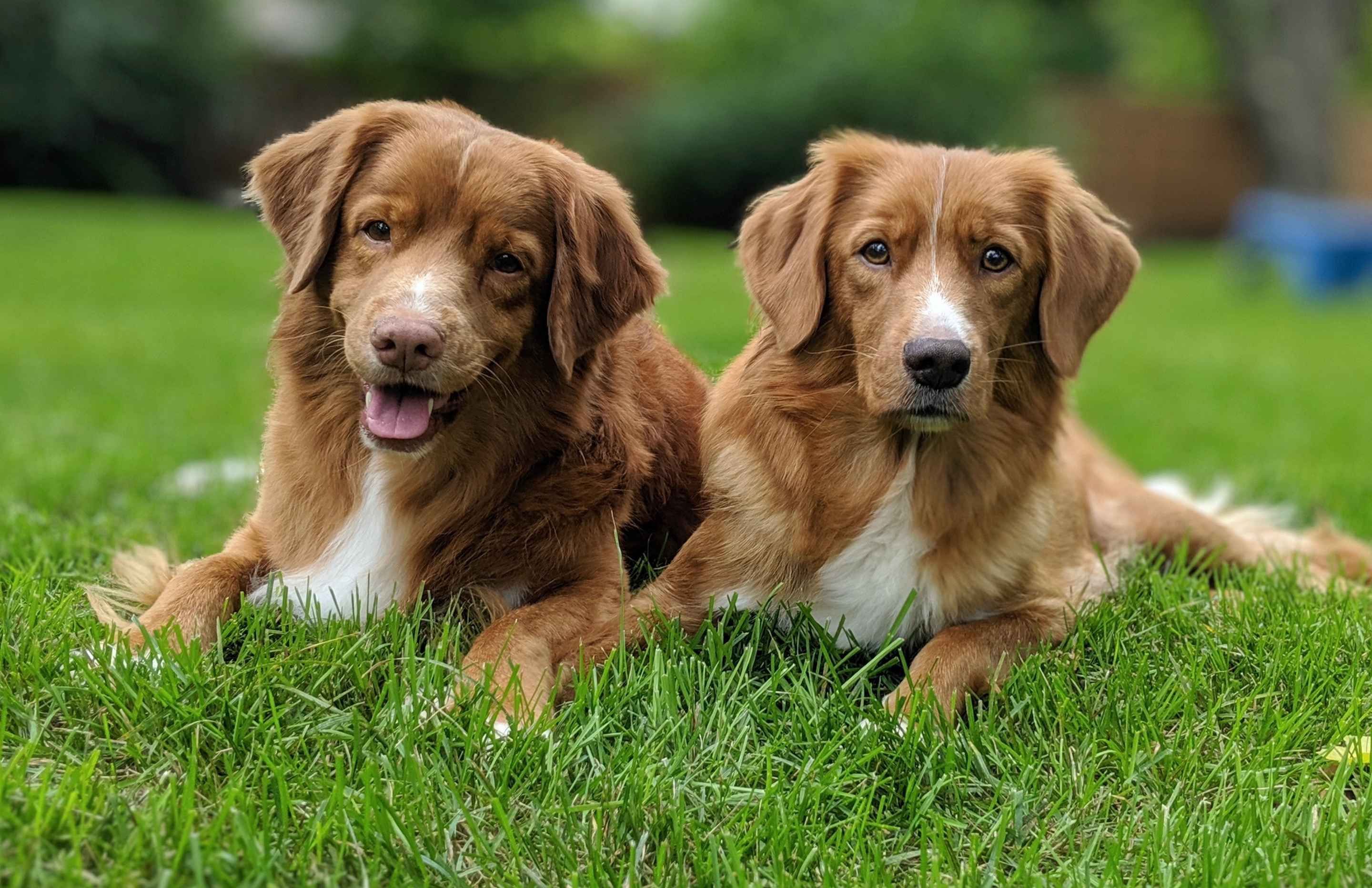 nova scotia tolling retriever puppies for sale