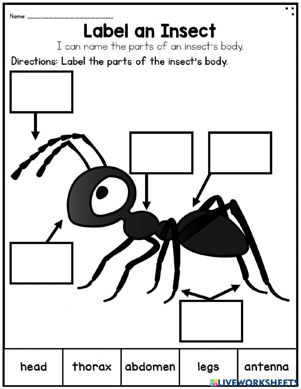 body parts of an insect labeling worksheet