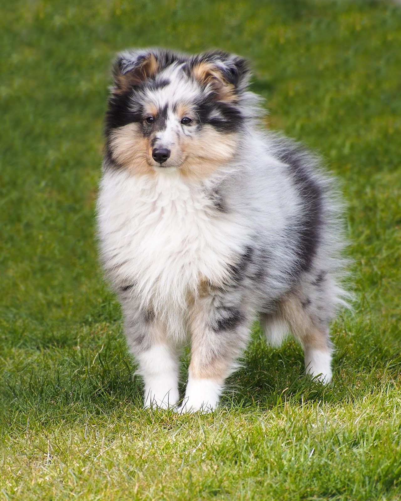 sheltie dog blue merle