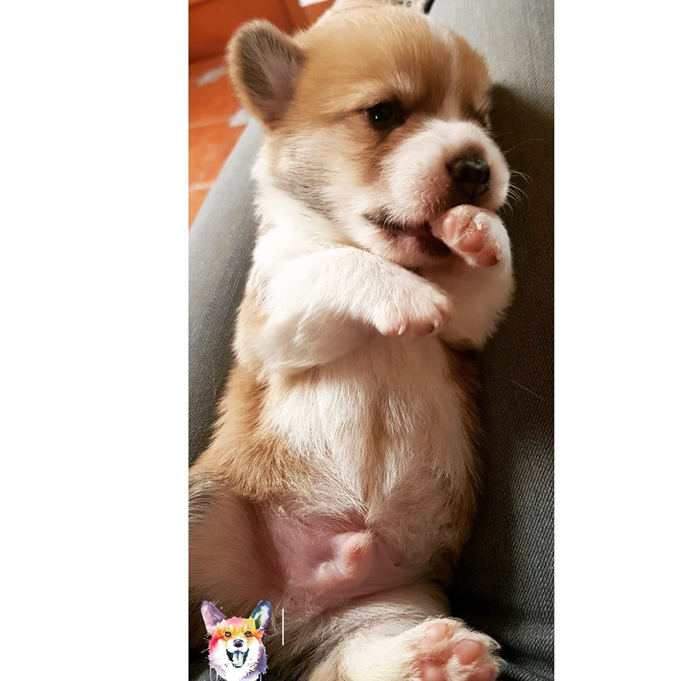 corgi precio monterrey