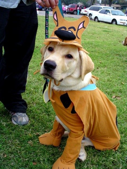 scooby doo dog costume