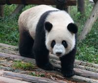 giant panda wiki