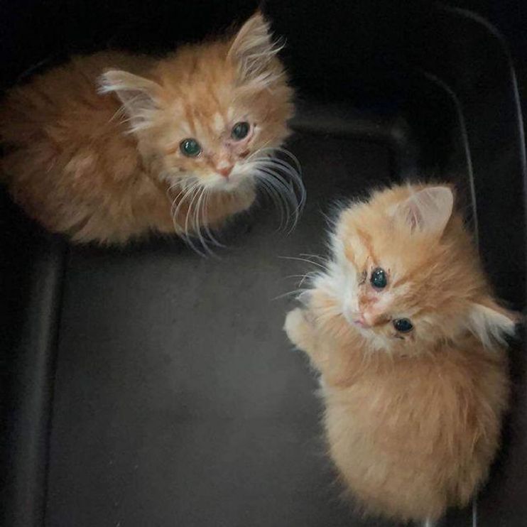 ginger kittens for sale