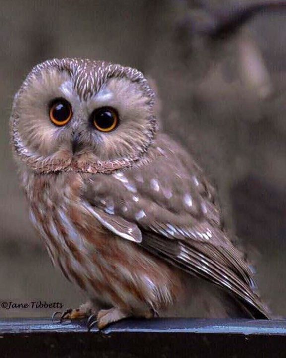 cute owl pictures