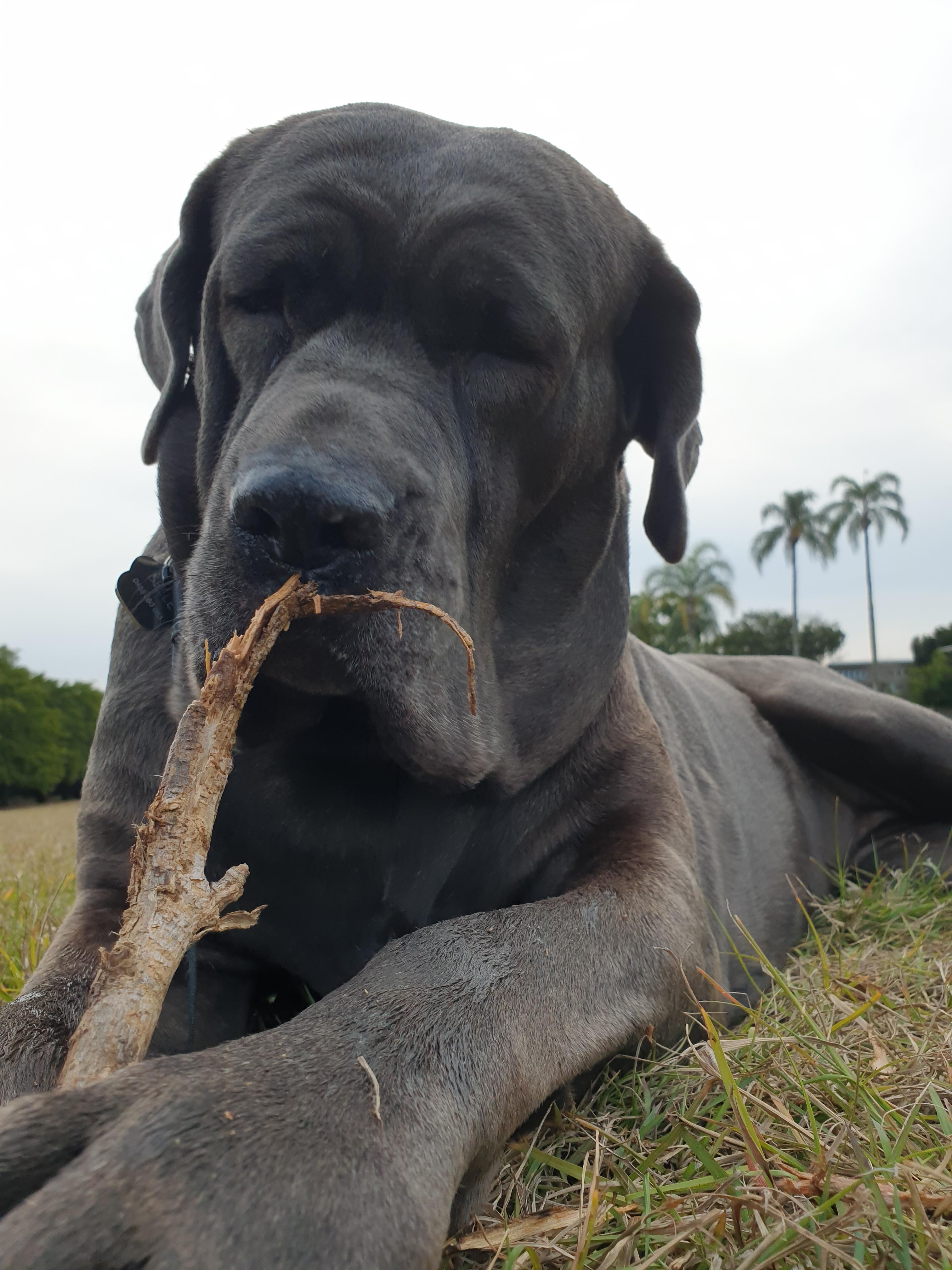 australian bandog