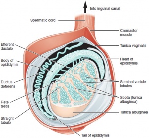 spermatocele wiki