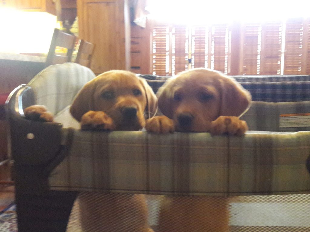 fox red lab puppies for sale in va