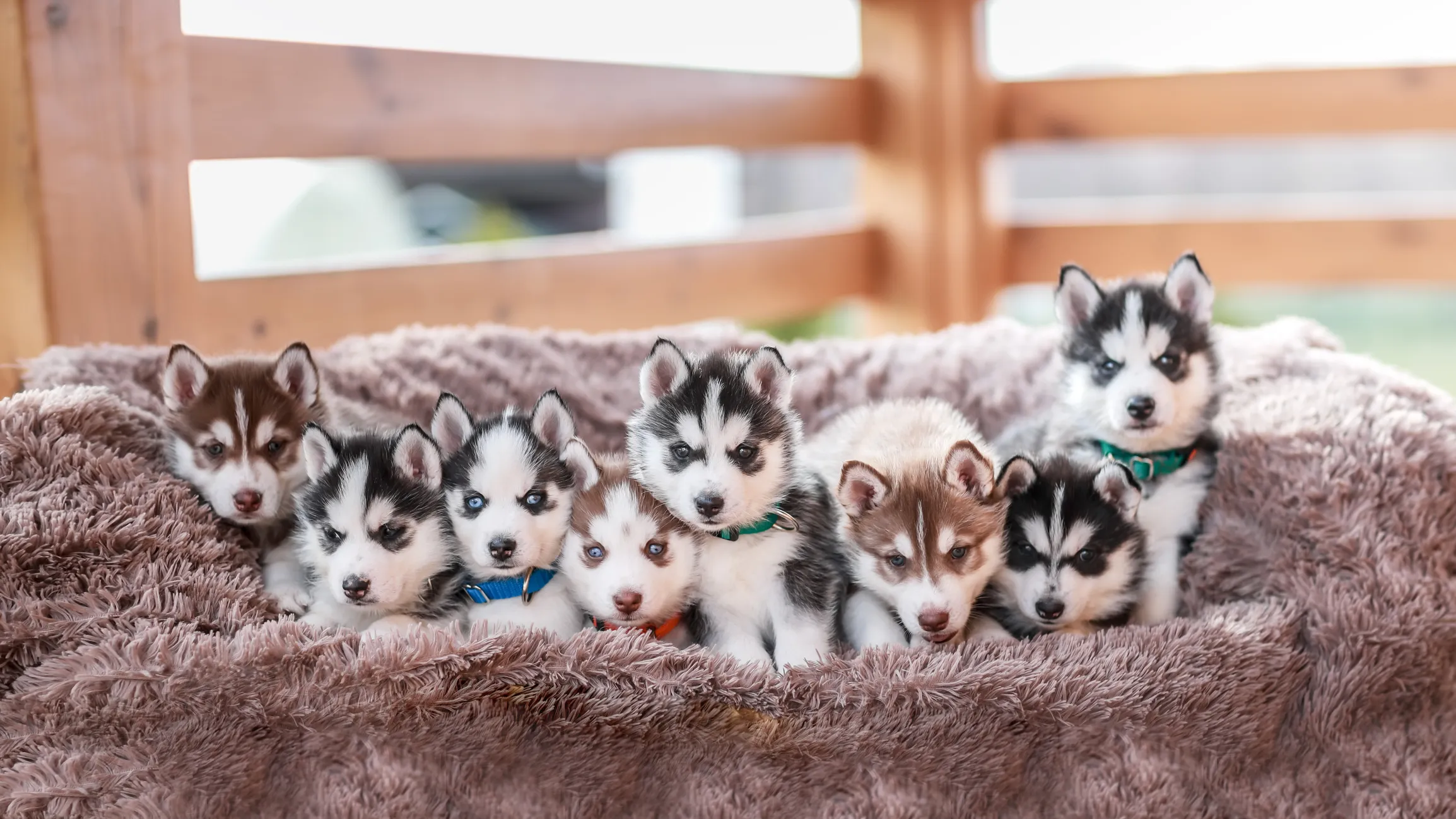 puppy husky cute