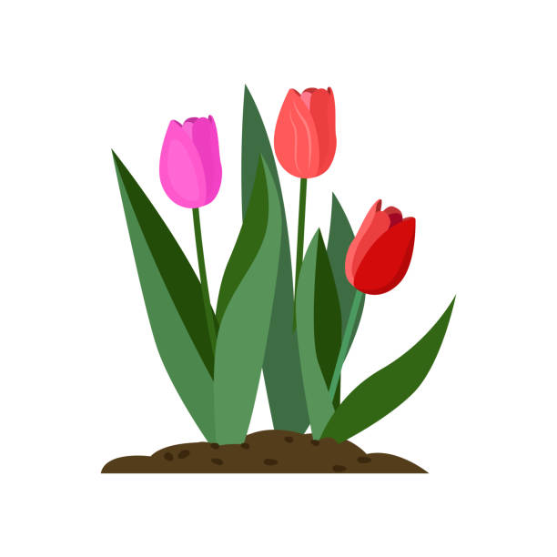 tulip cartoon