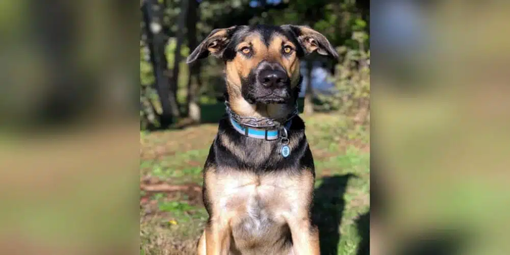 labrador mix with german shepherd