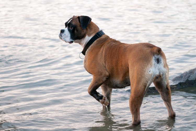 boxer dog full grown