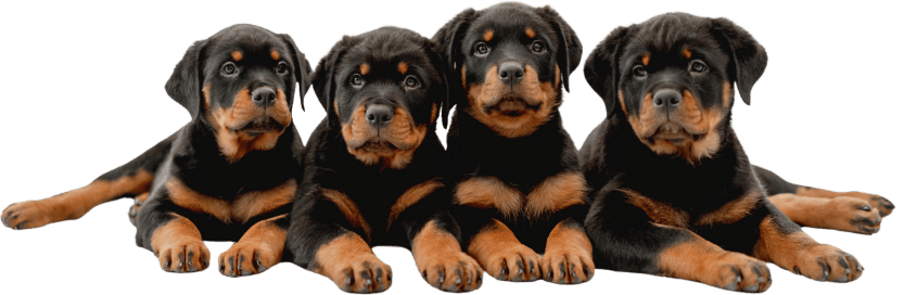 rottweilers for sale near me