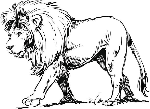 realistic lion clipart black and white