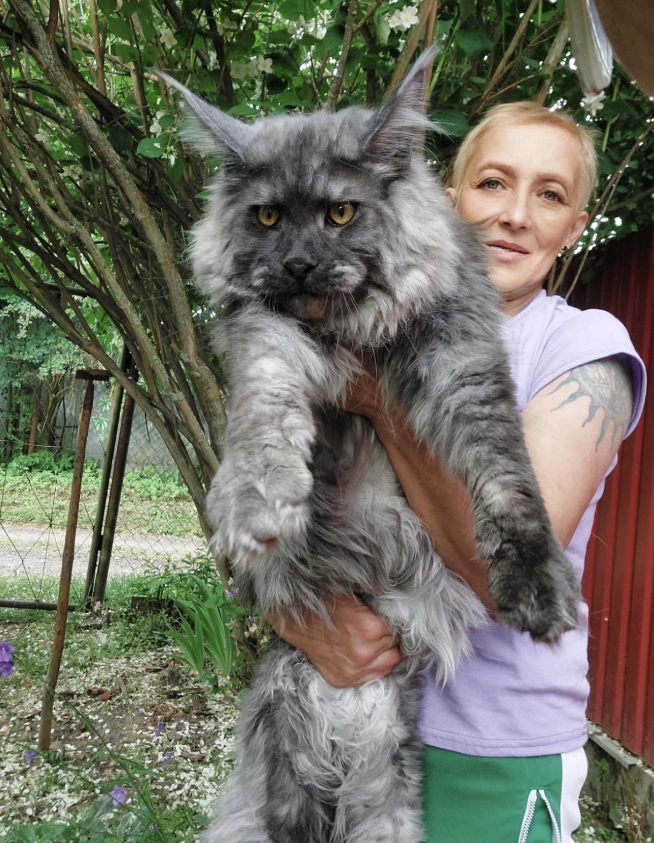 maine coon cats for sale