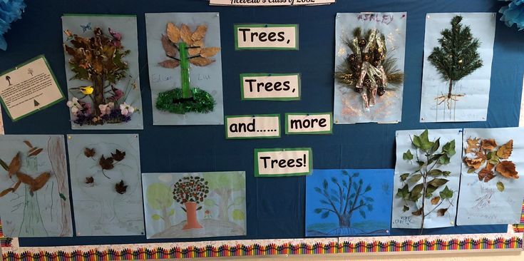 tree study for preschool creative curriculum