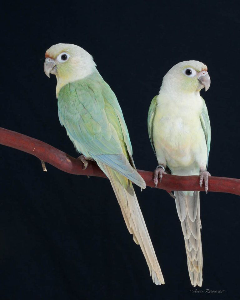 mint green cheek conure