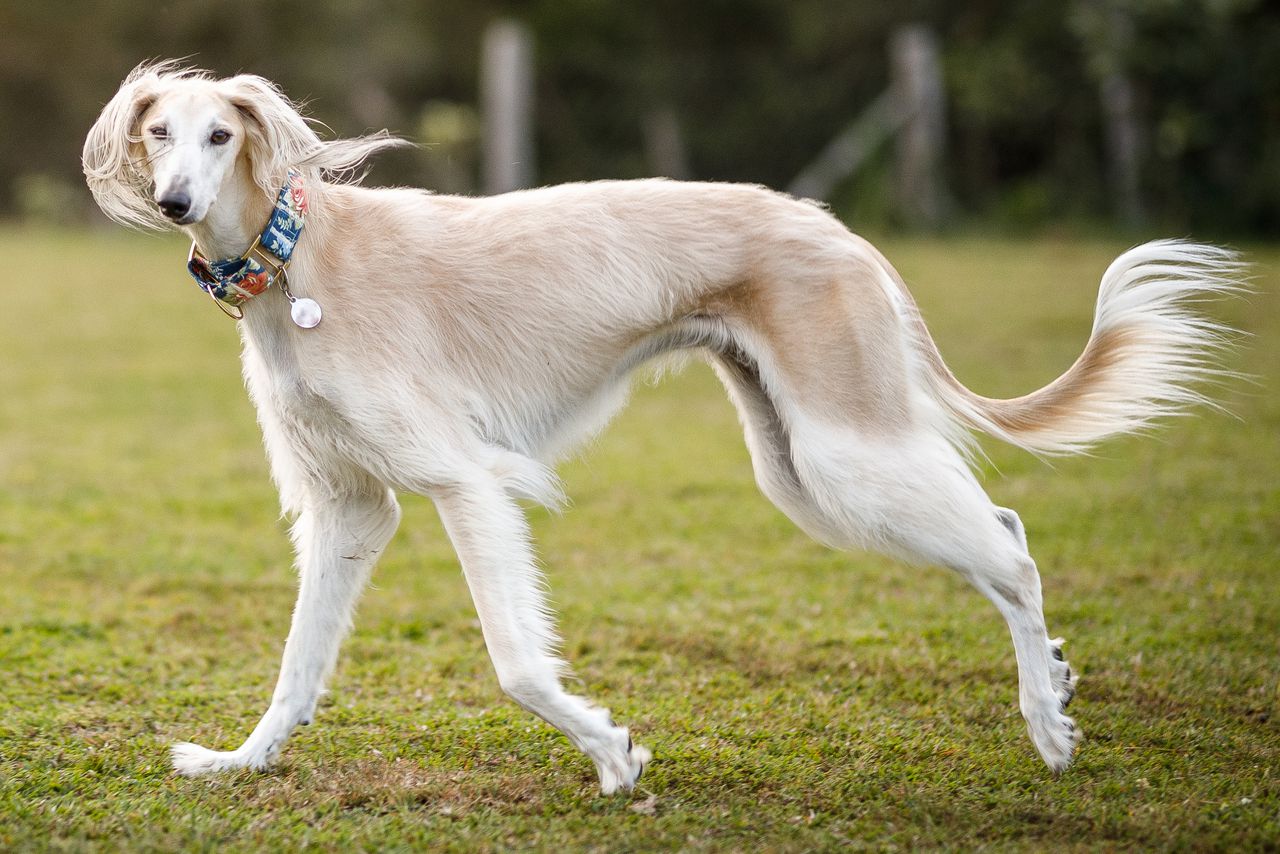 saluki dog characteristics