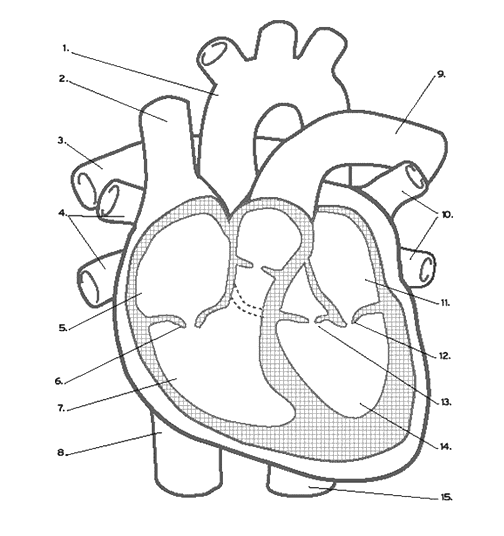 unlabelled diagram of the heart