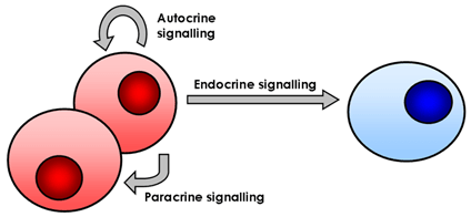 autocrine