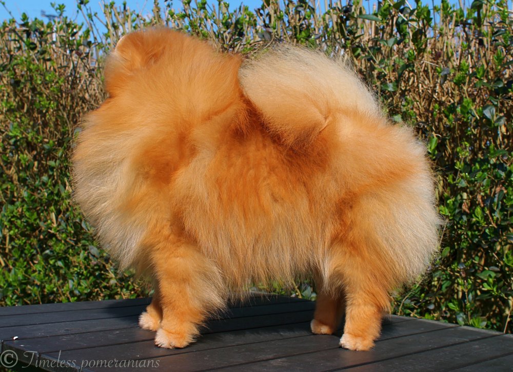 timeless pomeranians