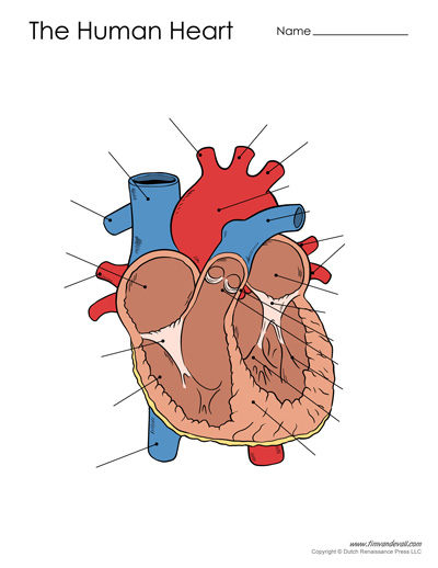 heart diagram unlabeled