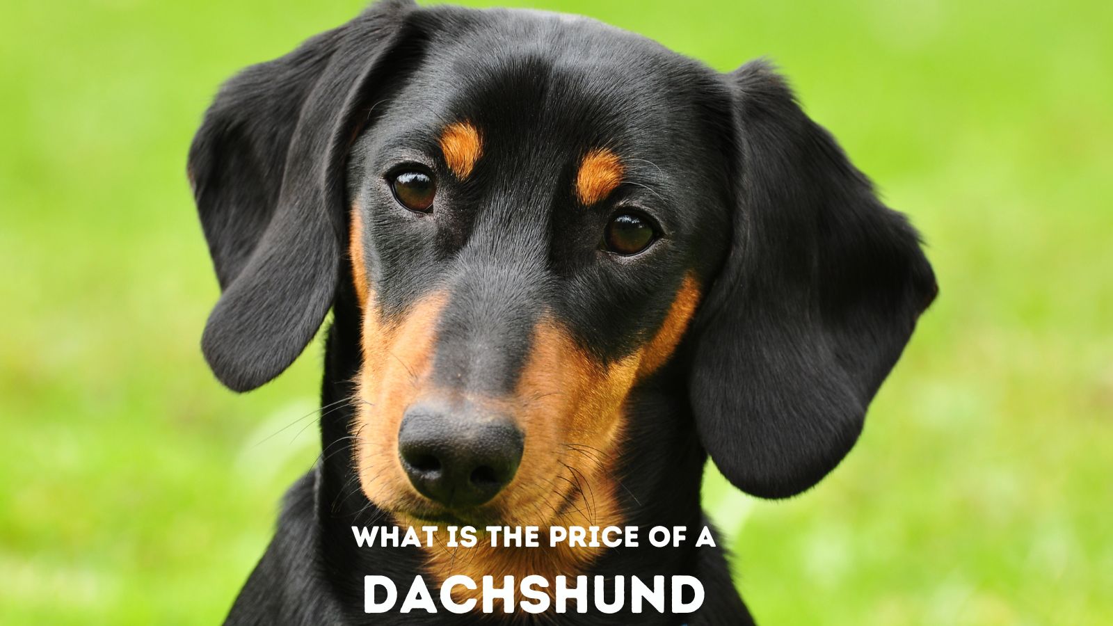 dachshund dog price