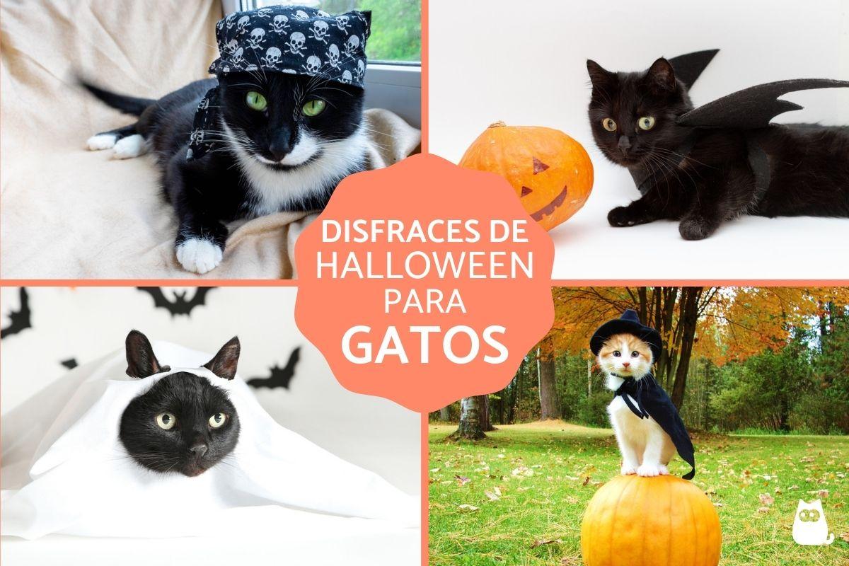 disfraz para gato negro