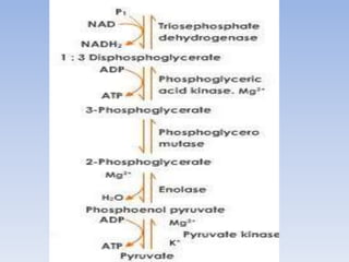 glycolysis slideshare