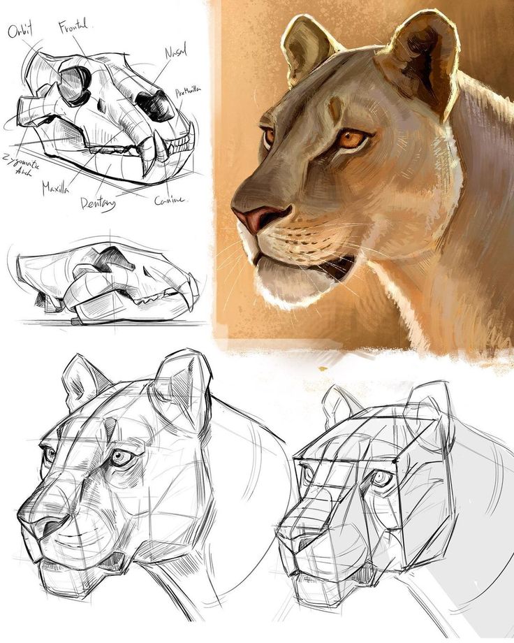 lion anatomy drawing