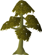 yew sapling osrs