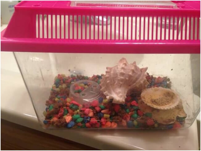 hermit crab pet shop