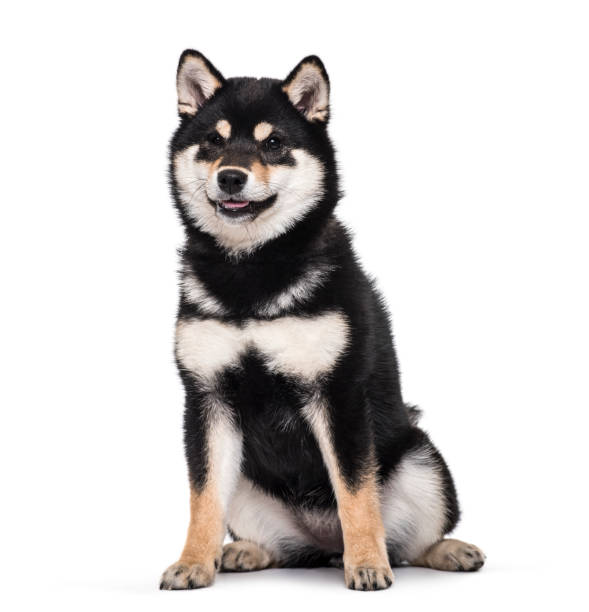 black and tan shiba