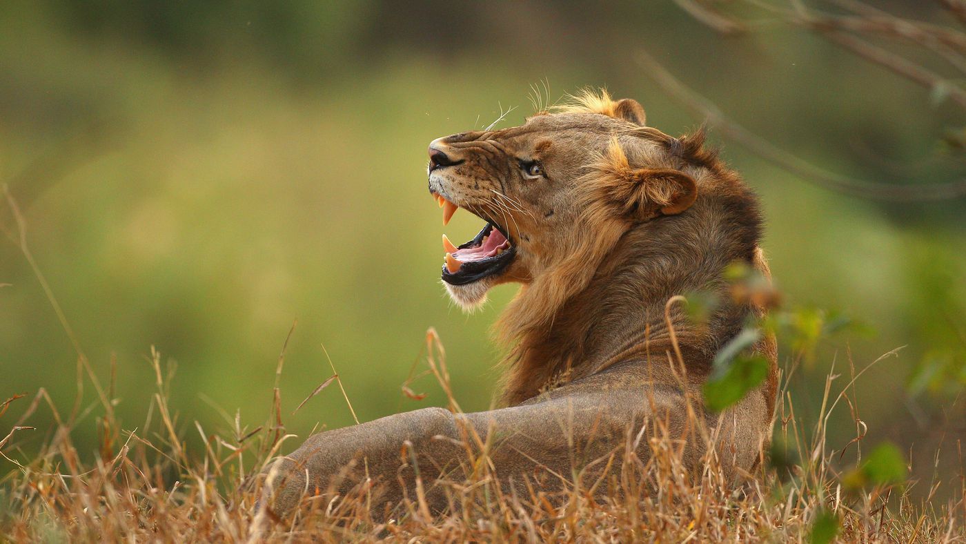 what lions use to hunt crossword