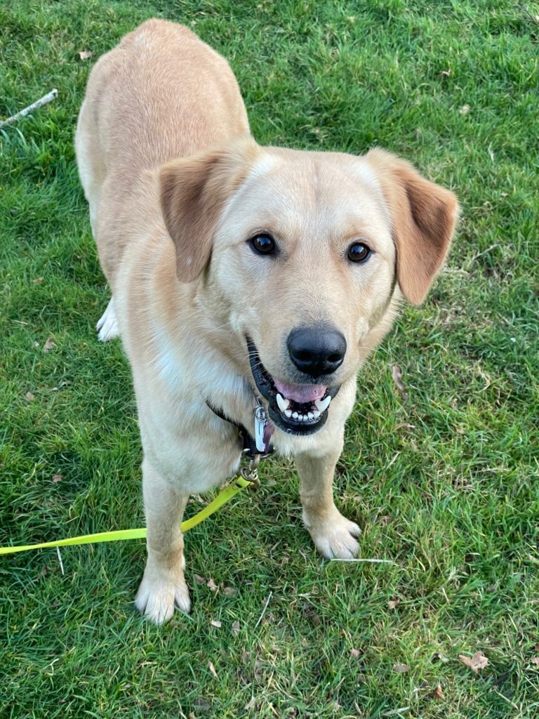 yellow lab for adoption near me