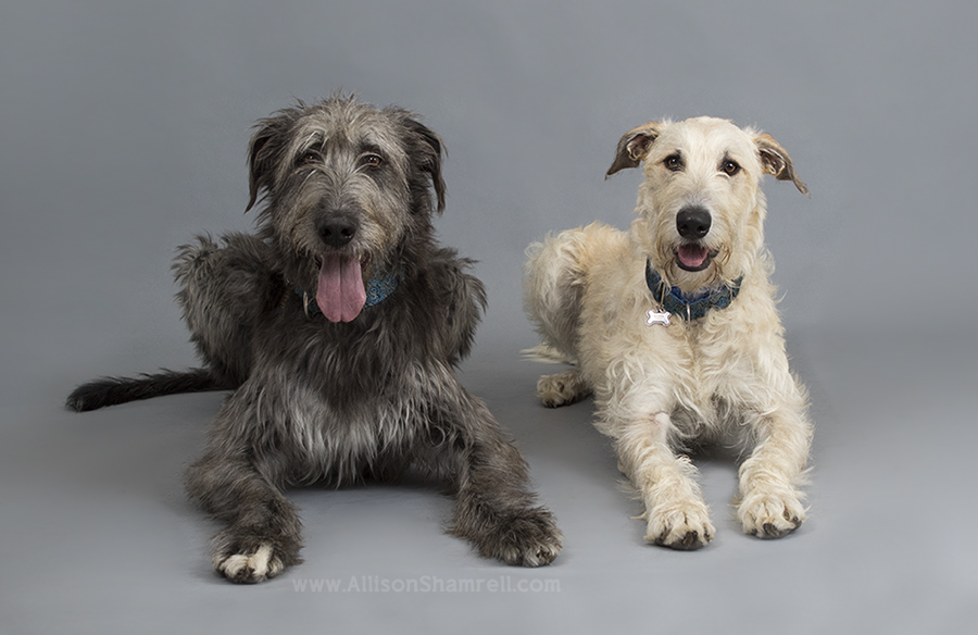 irish wolfhound puppies san diego