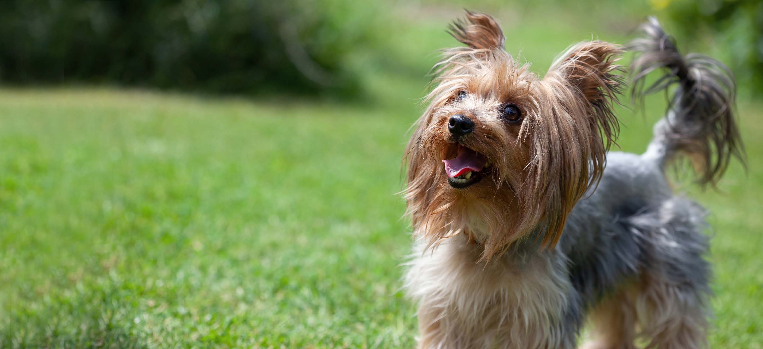 yorkshire terrier sale