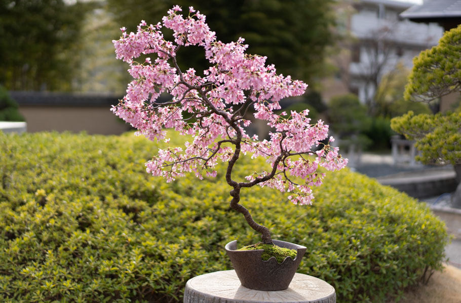 sakura blossom bonsai tree