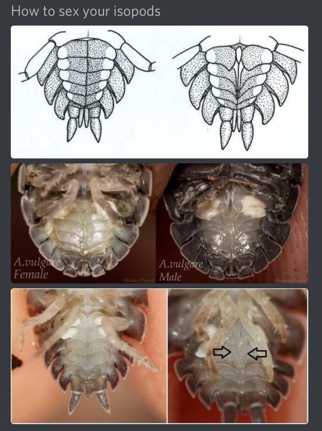 male vs female isopods