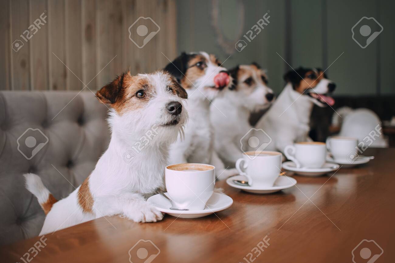 jack russell terrier cafe