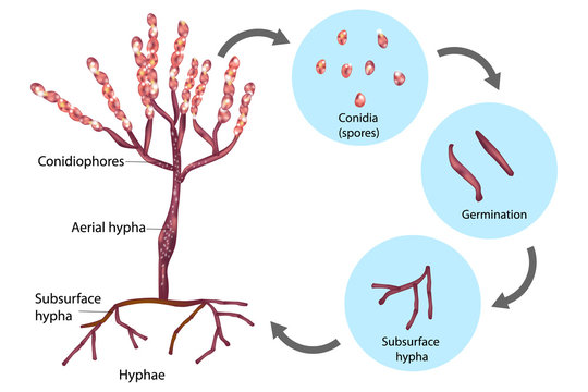 conidia