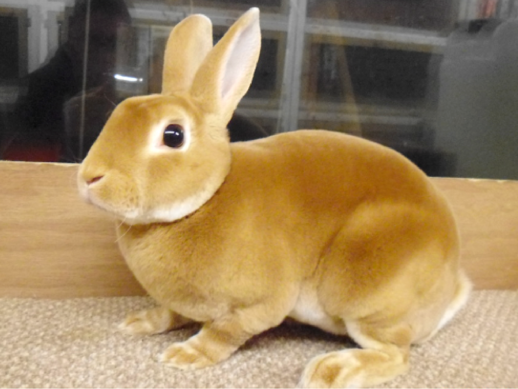 mini rex rabbit