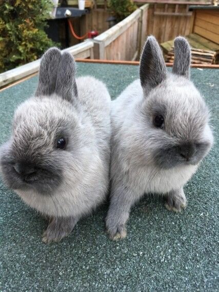 netherland dwarf for sale near me