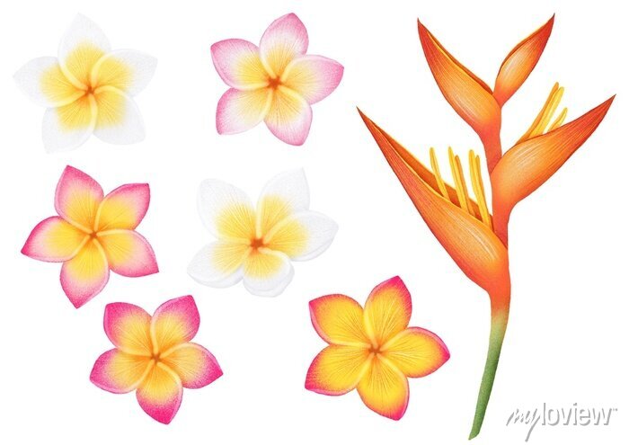 jungle flowers clipart