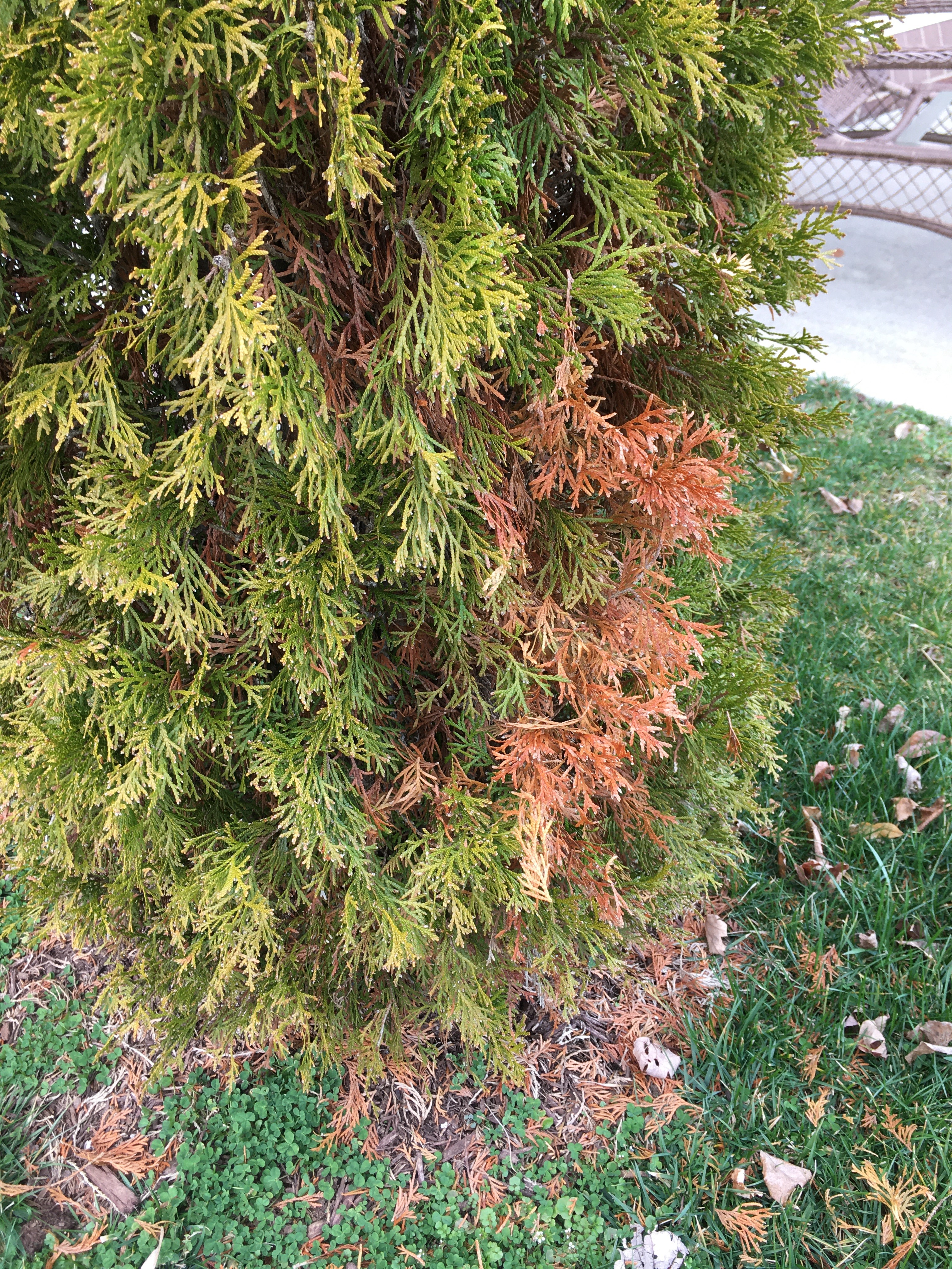 green giant arborvitae turning brown