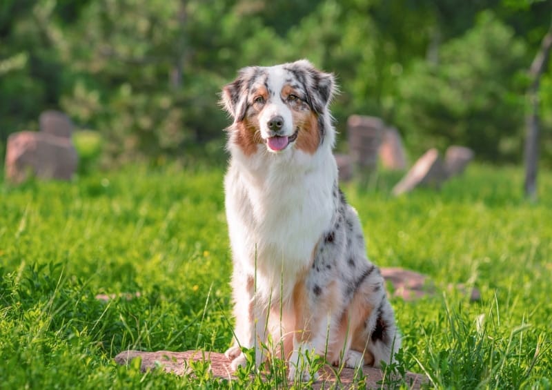 australian shepherd photos