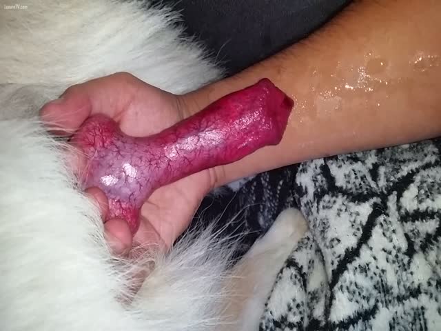 a dog cumming