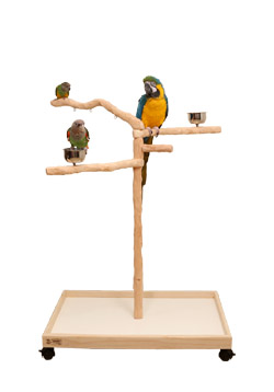 parrot stand