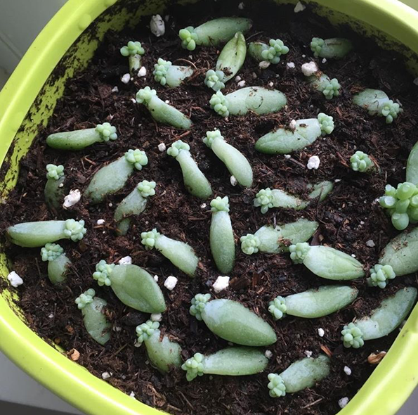 donkey tail plant propagation