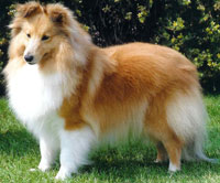 shetland sheepdogs for sale