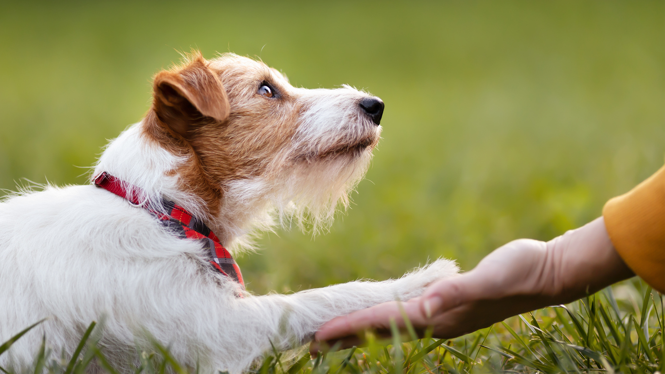 images jack russell terriers